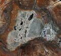 Colorful Petrified Wood Round - Madagascar #58815-1